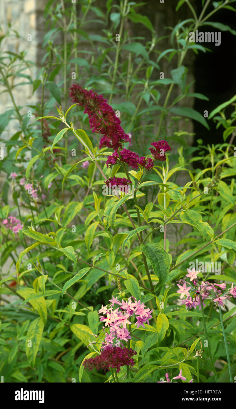 Buddleia, Buddleja, POTTERS PURPLE, Buttefrly bush, Stock Photo