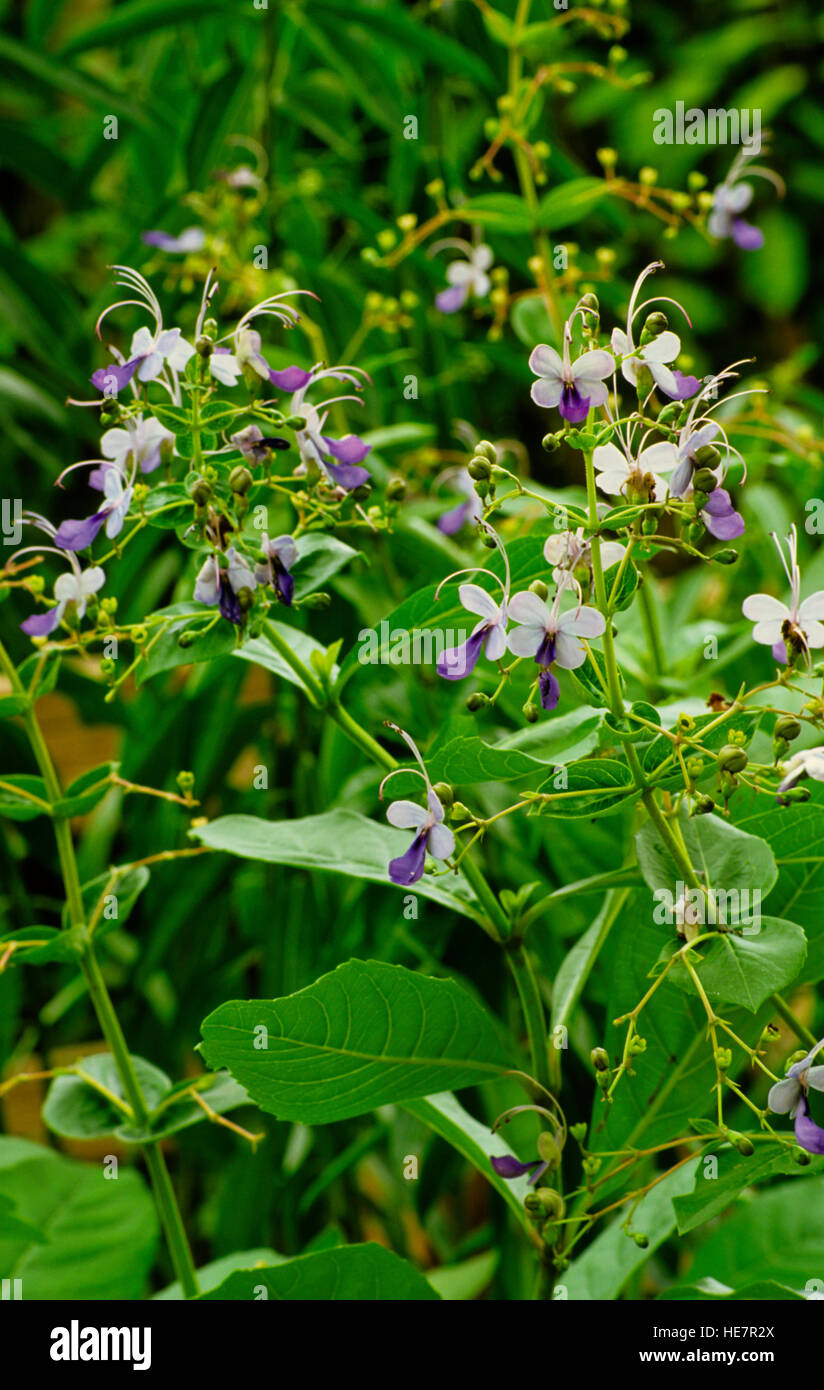 Clerodendron myricoides ,Clerodendron ugandense, Stock Photo