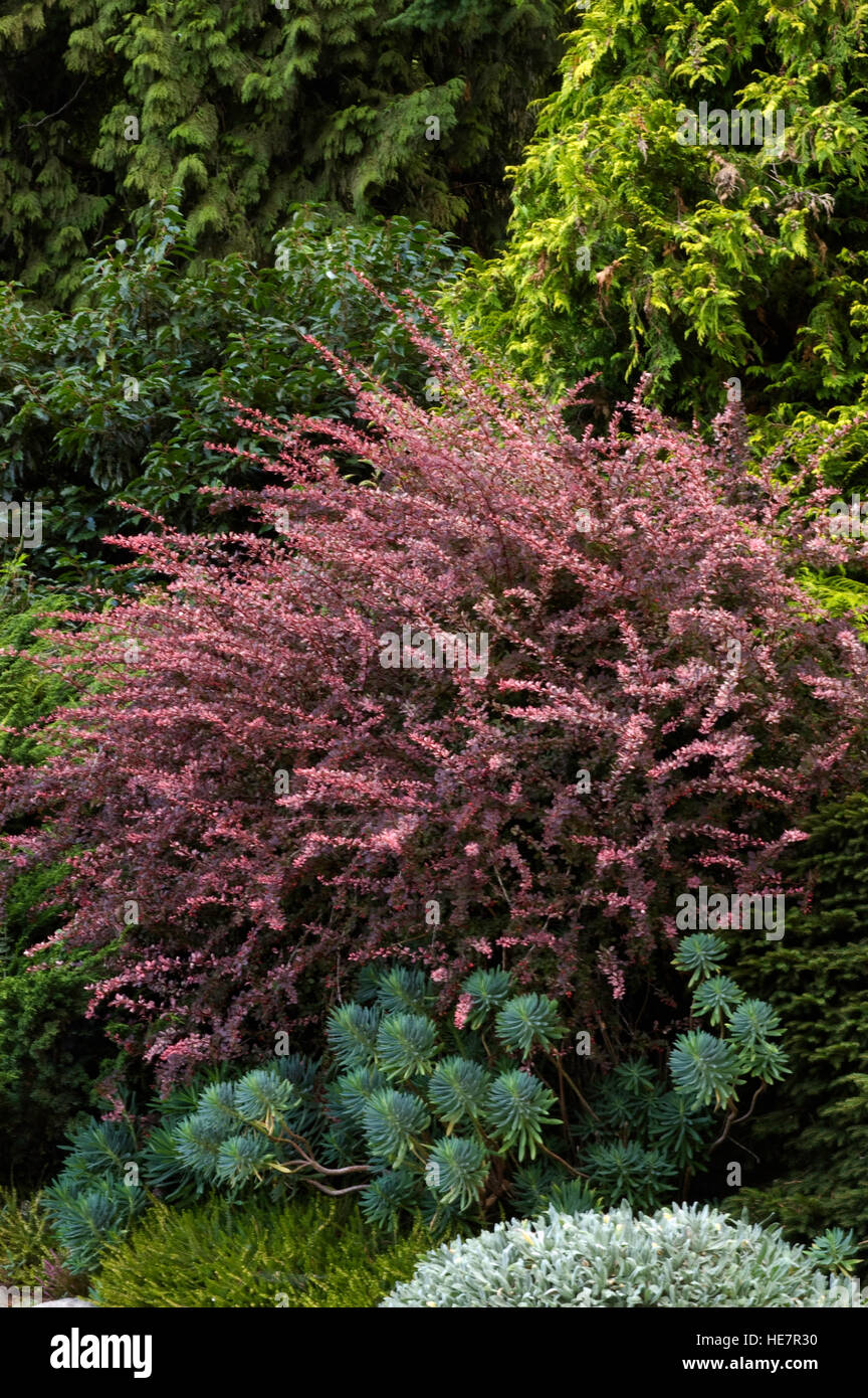 Berberis Rosy Glow Stock Photo