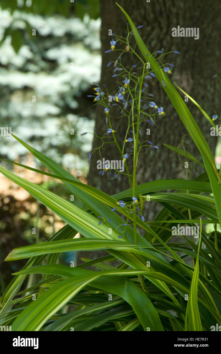 Dianella with blue flowers Stock Photo