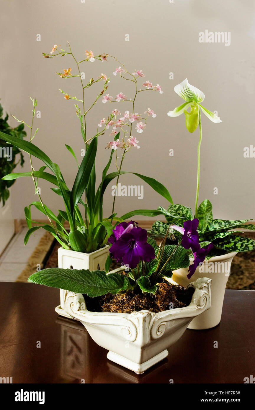 Orchid collection, Oncidium, paphiopedilum and Streptocarpus Stock Photo