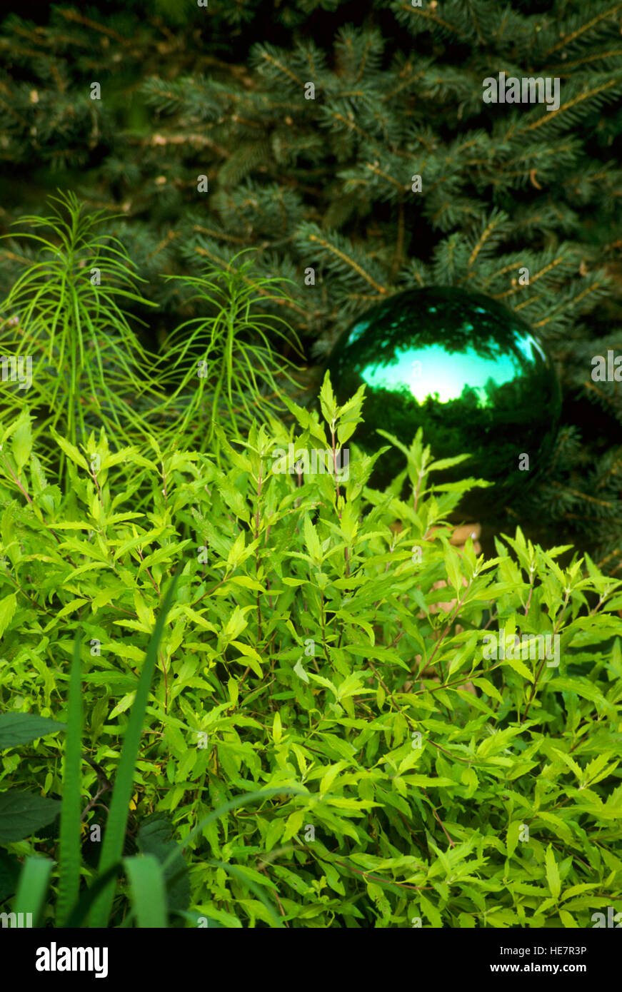 Spiraea japonica 'Goldmound' Stock Photo