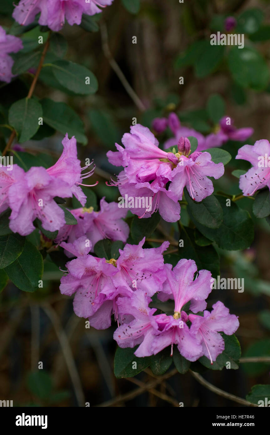Rhododendron Abbey's Re-view, Stock Photo