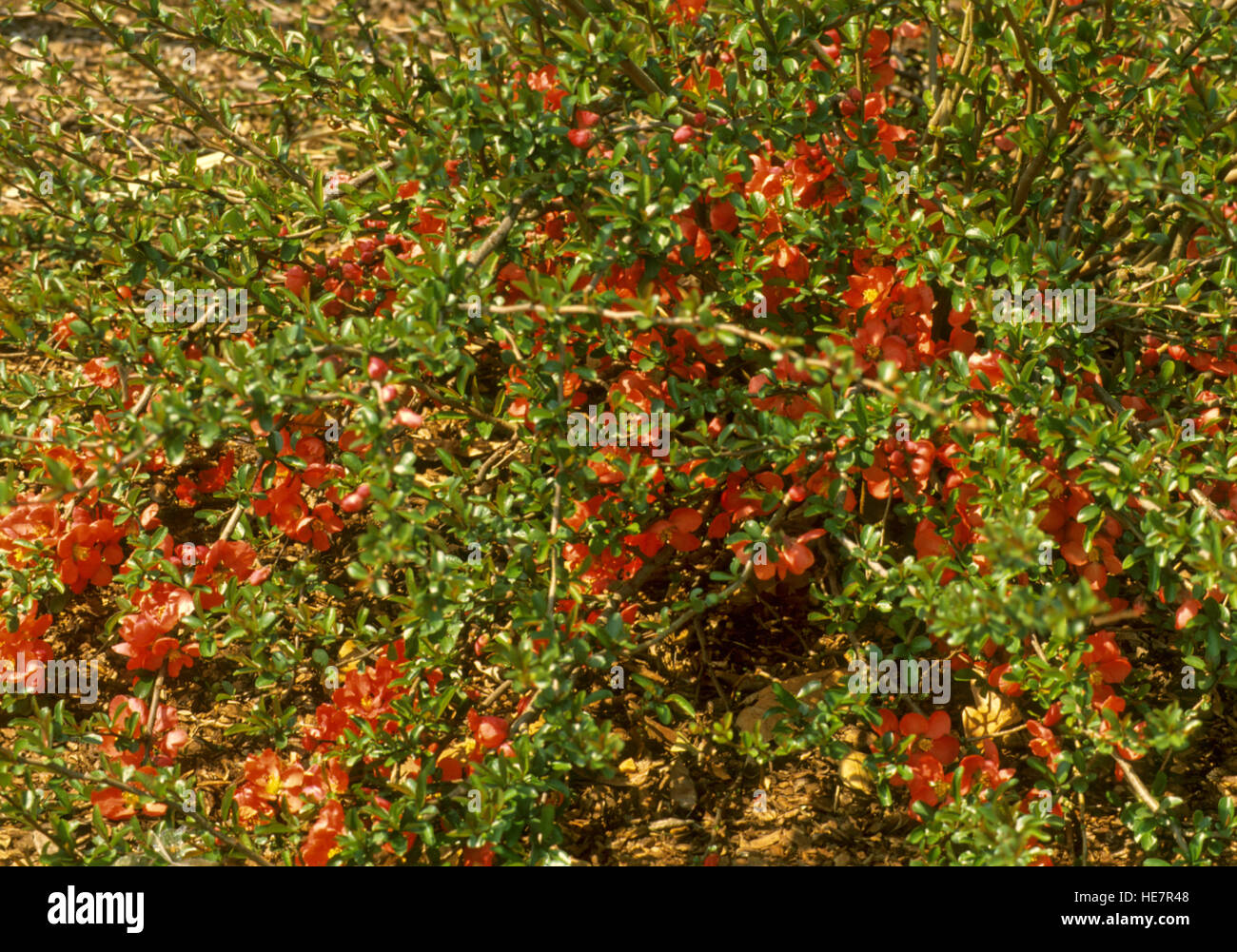 Chaenomeles speciosa, flowering quince, Stock Photo