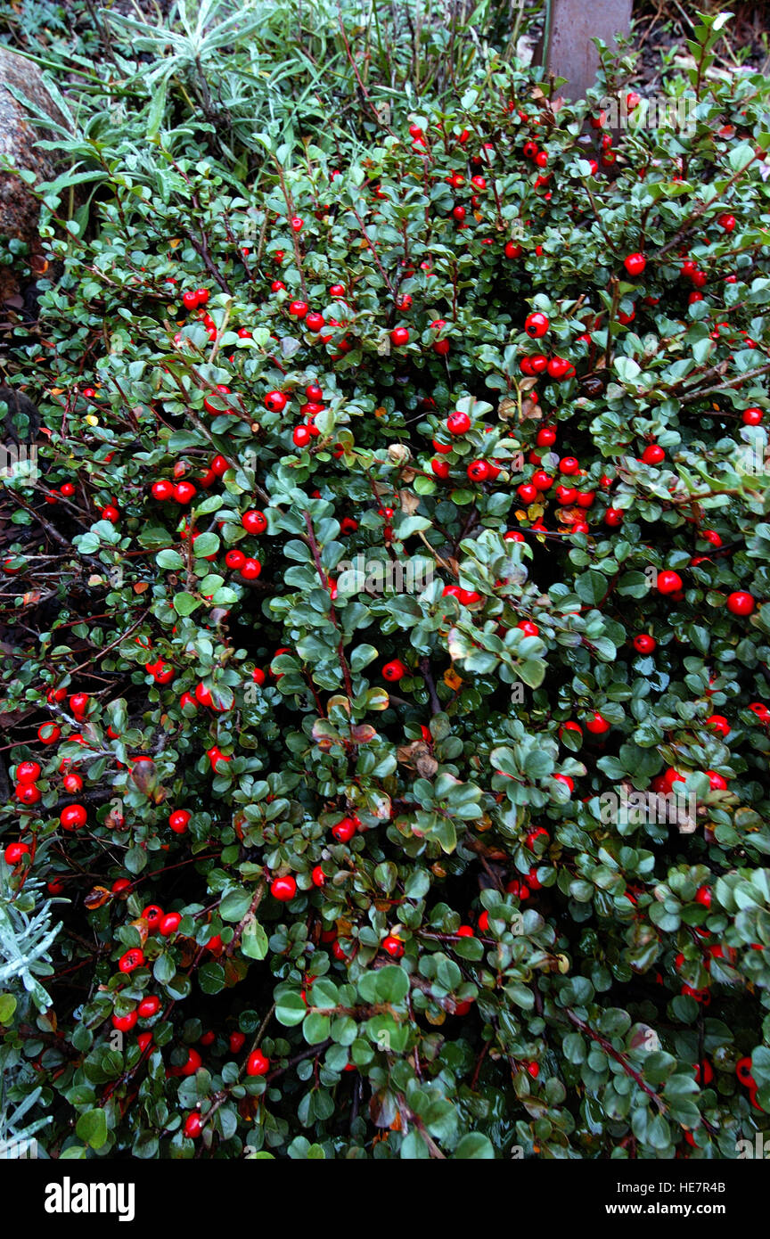 COTONEASTER APICULATUS  ' TOM THUMB'  with hoarfrost and red berries Stock Photo