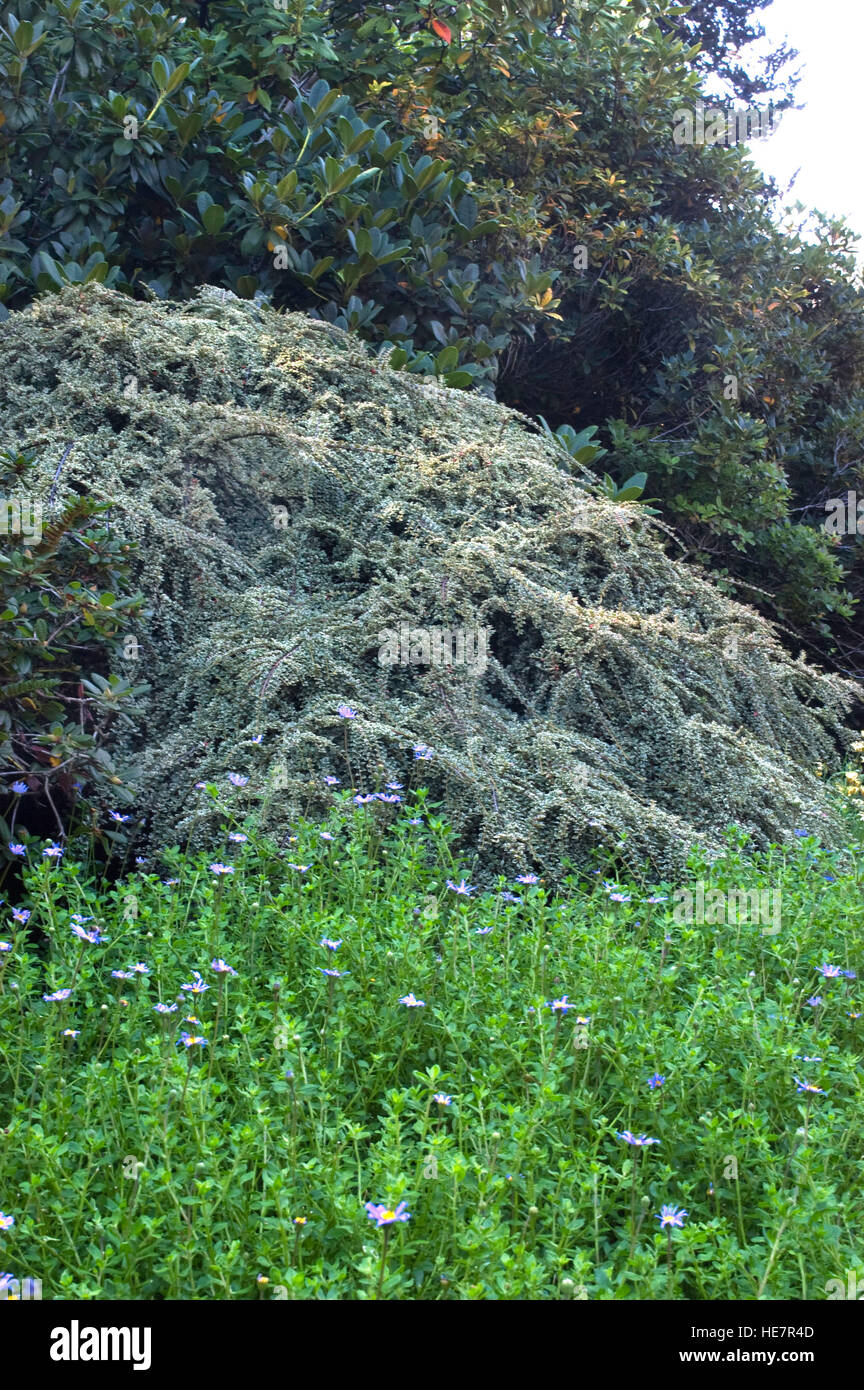 Cotoneaster variegated,Cotoneaster horizontalis 'Variegatus' Stock Photo