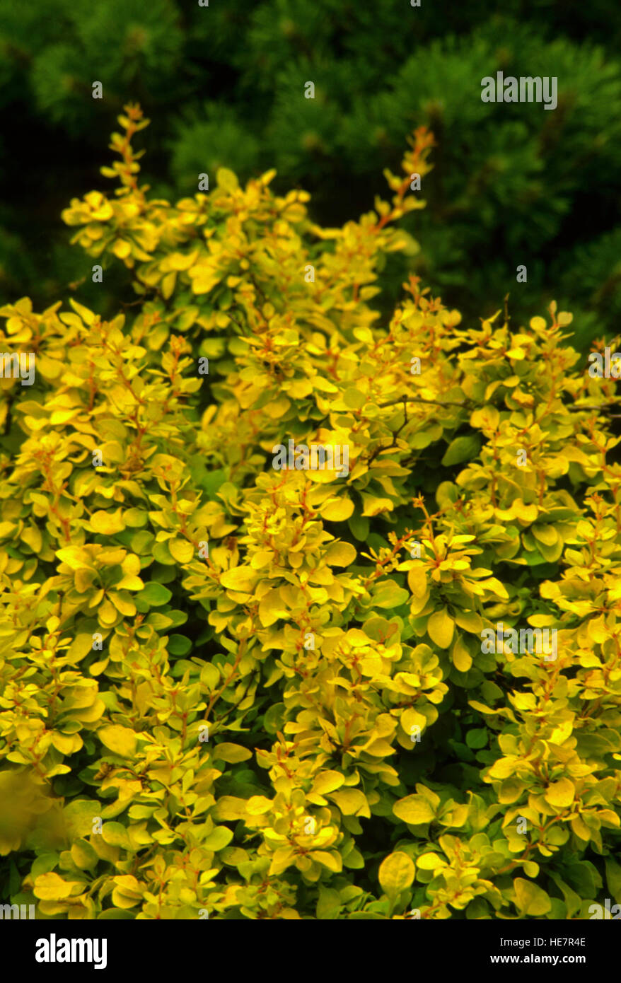 Berberis thunbergii Golden, gold, shrub, barberry Stock Photo