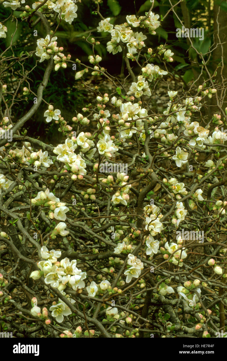 Chaenomeles speciosa , white, quince, spring, Stock Photo