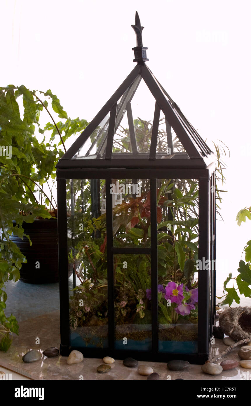 Terrarium with Begonia, Primrose and ferns Stock Photo