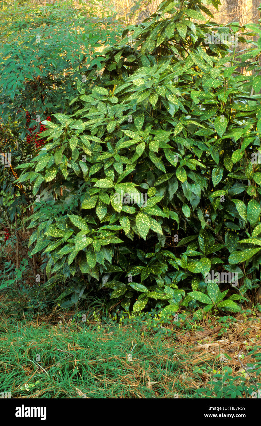 Acuba japonica, Stock Photo