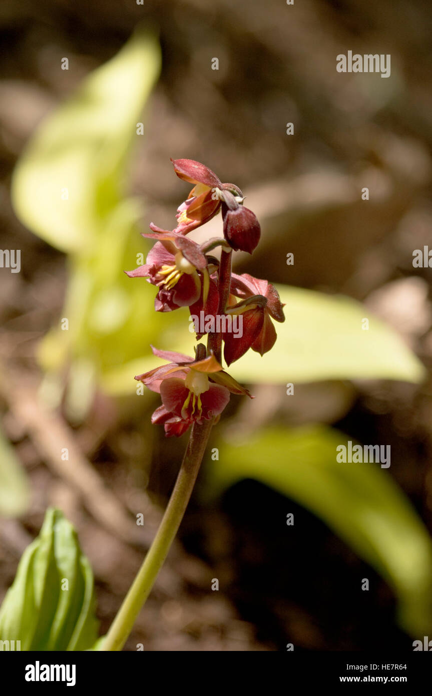 Calanthe 'Kojima Red Stock Photo