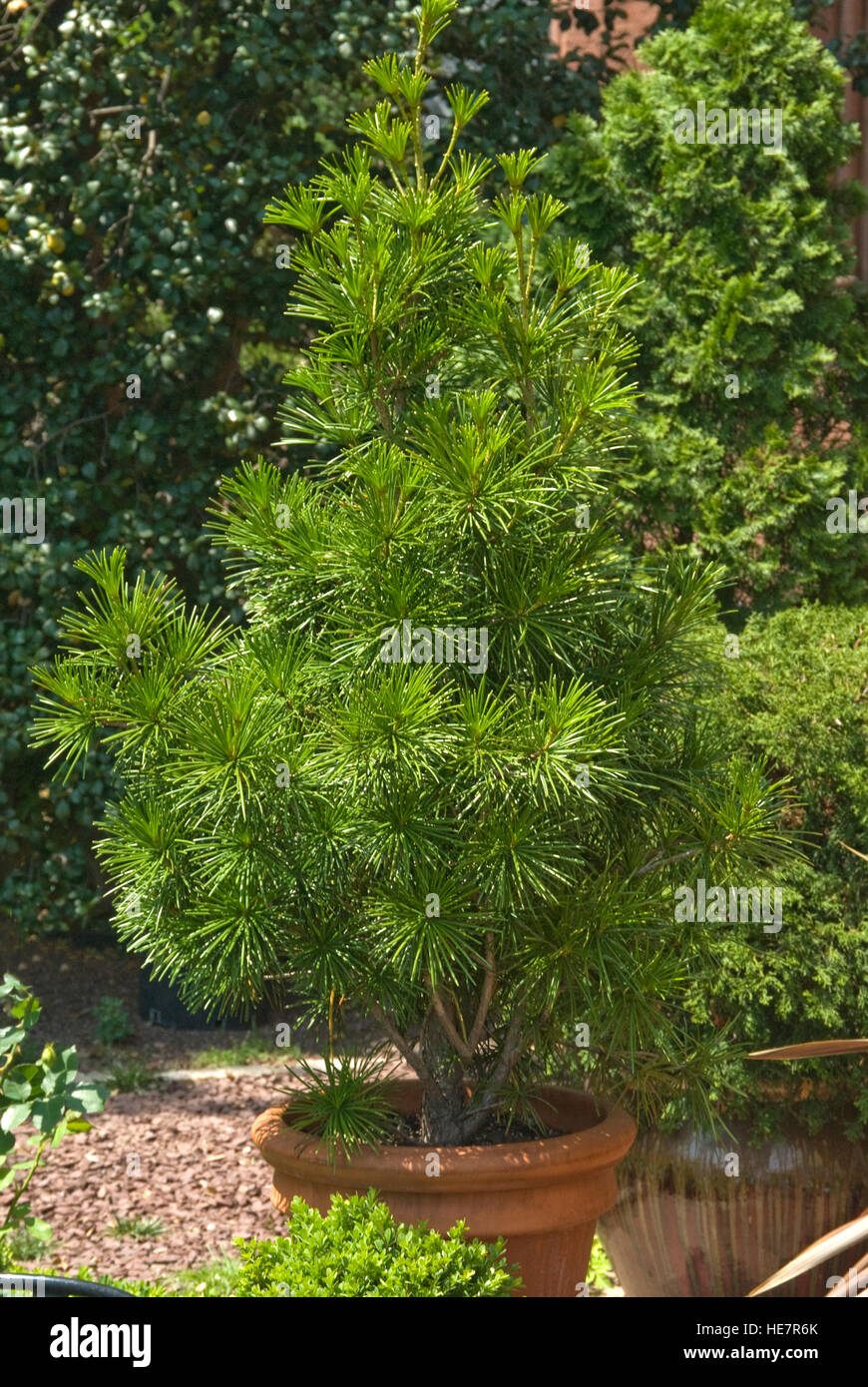 Sciadopytis verticillata, conifer, in container, Japanese Umbrella Pine, Stock Photo