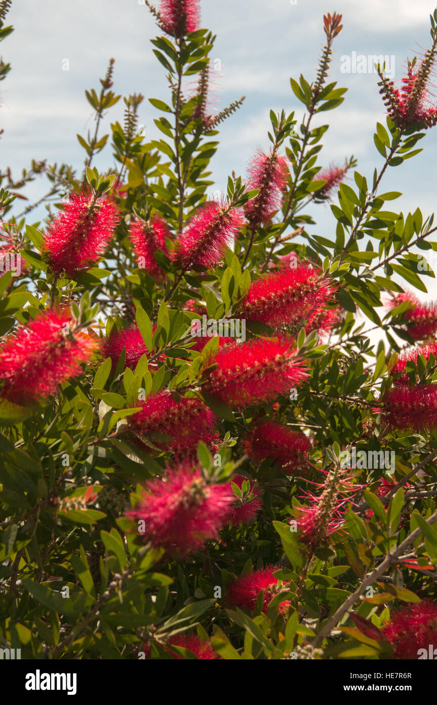 Callistemon Rigidus