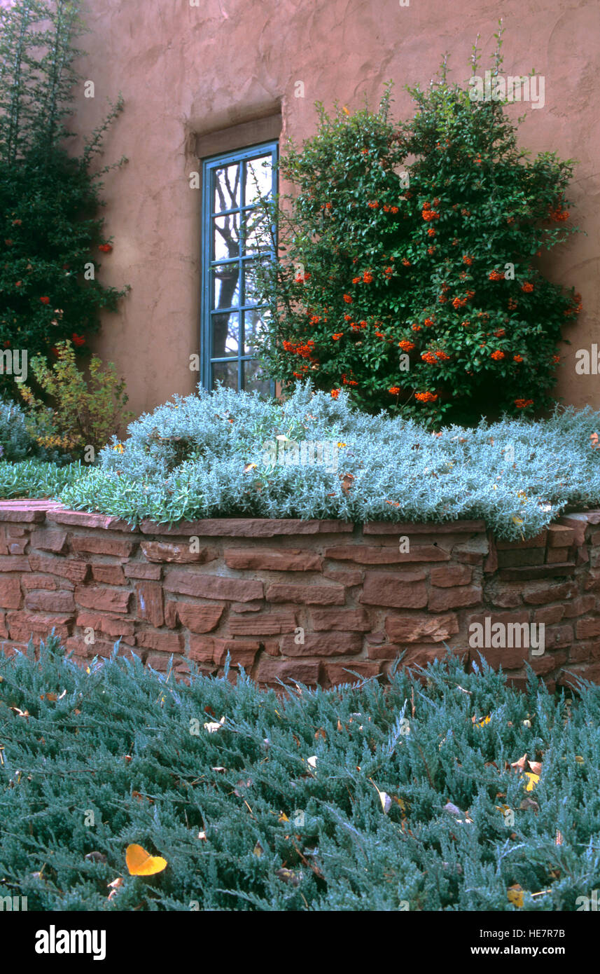 Rock walled planter with Artemesia, Pyracantha, juniper in Arid garden setting Stock Photo