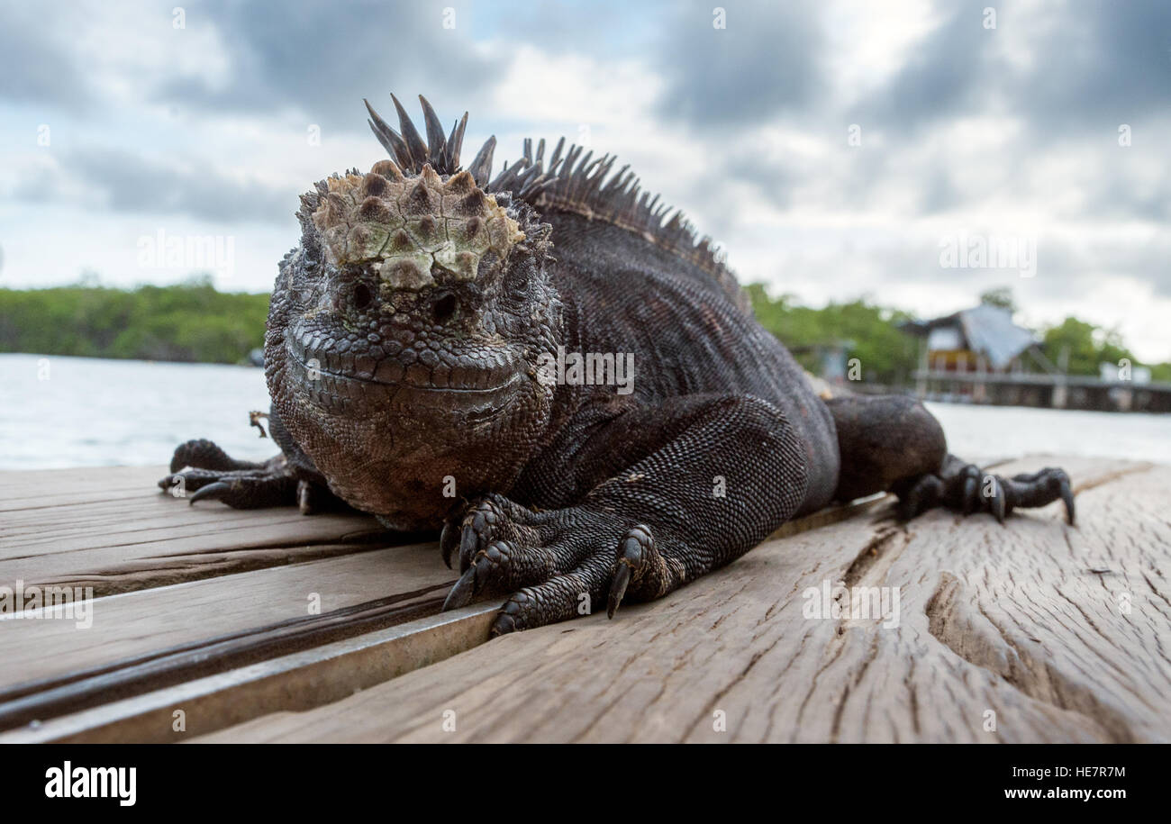 A large black Iguana sunning on a wood dock. Stock Photo
