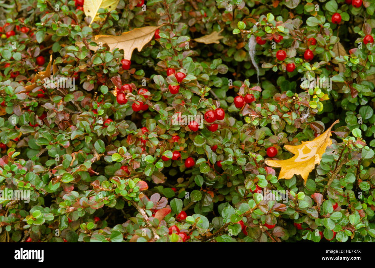 Cotoneaster  apiculatus, Tom Thumb, beries, Stock Photo