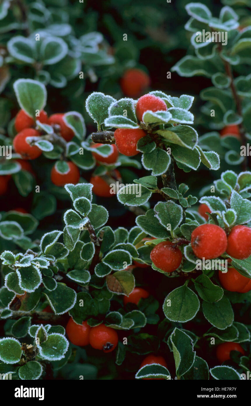 COTONEASTER APICULATUS  ' TOM THUMB'  with hoarfrost and red berries Stock Photo