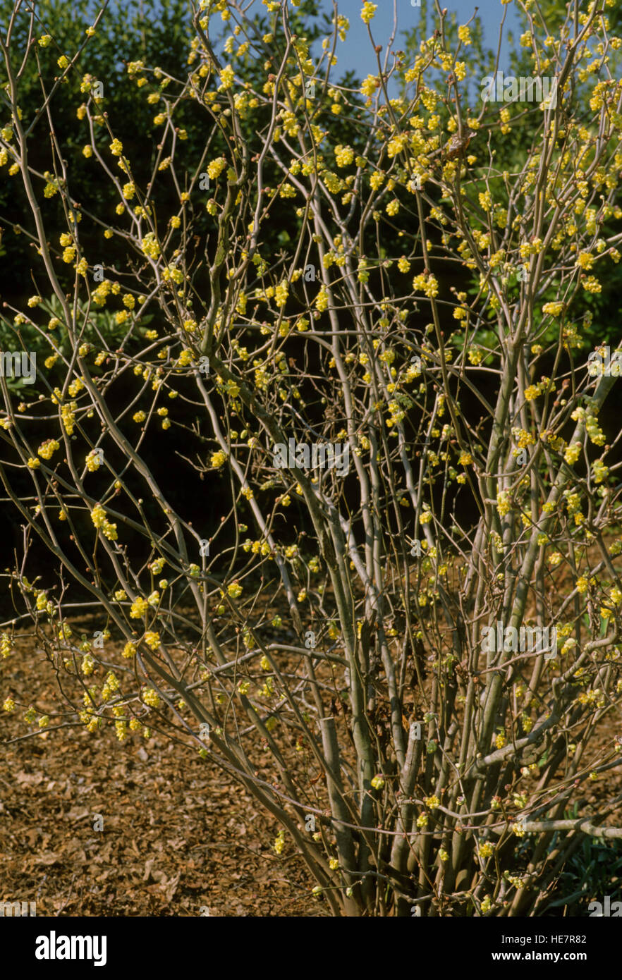 Chimonanthus praecox , Winter Sweet Stock Photo