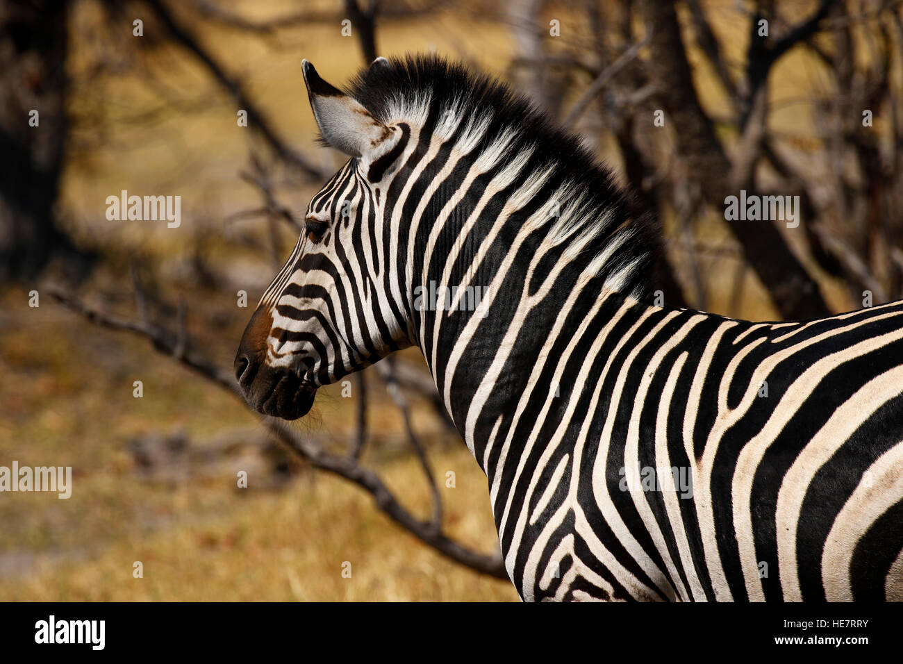 Burchell's Zebra are fair game for the predators of Africa in the bush