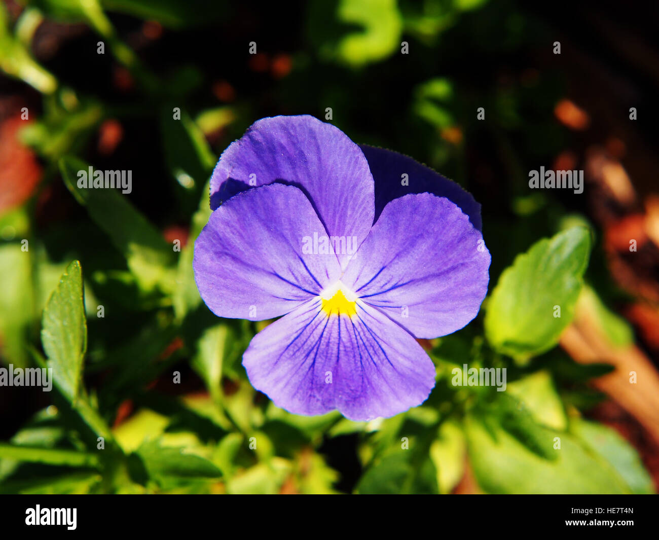 Blue Garden pansy (Viola wittrockiana syn Viola tricolor var. hortensis) Stock Photo