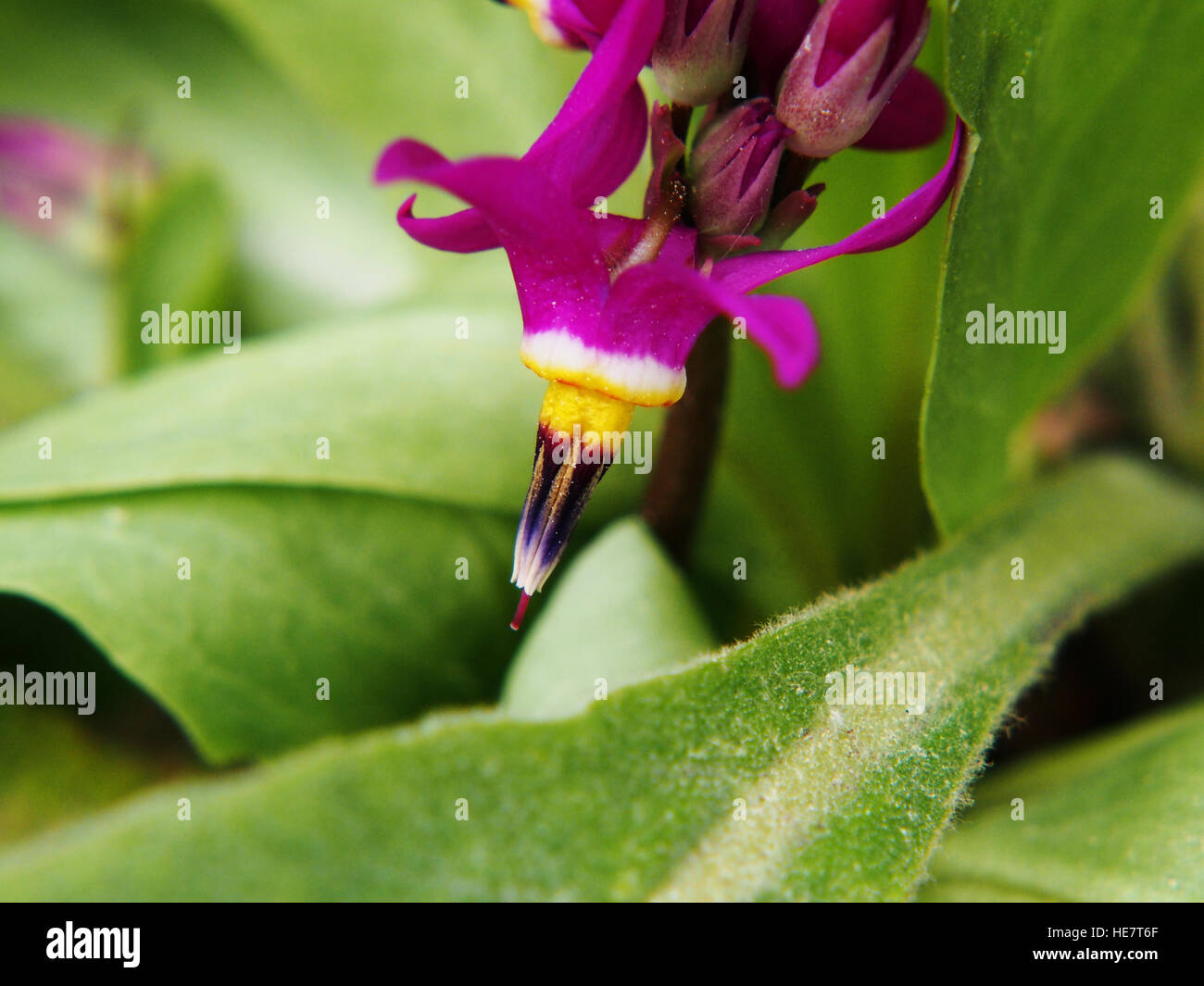 Dodecatheon meadia in full bloom Stock Photo