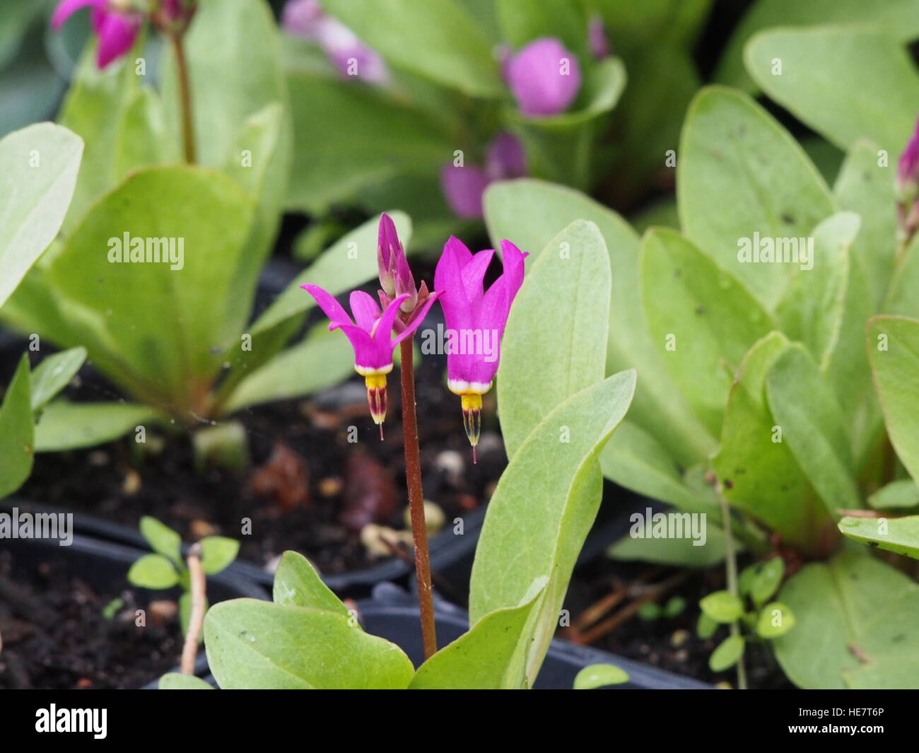 Dodecatheon meadia in full bloom Stock Photo
