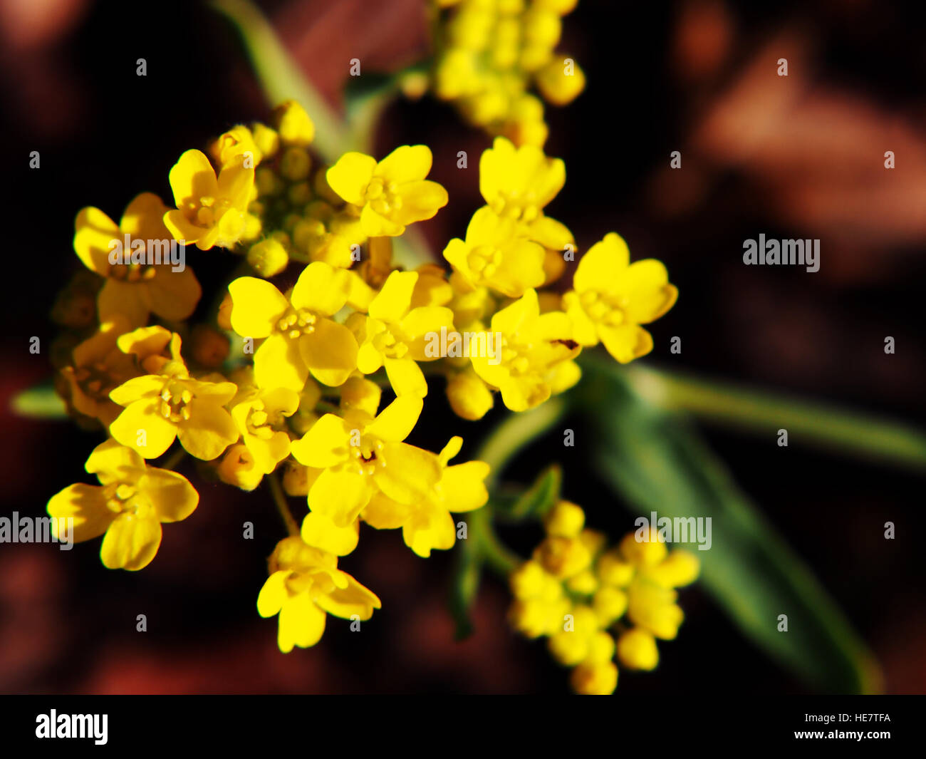 Aurinia Saxatilis Alyssum Saxatile High Resolution Stock Photography ...