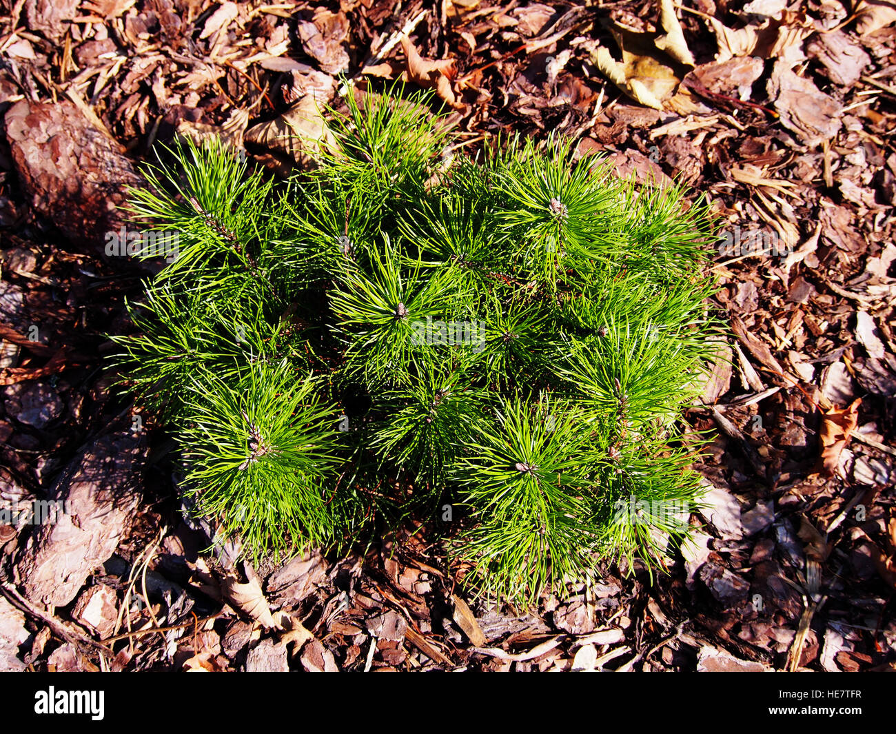 Pinus mugo var. pumilio Stock Photo