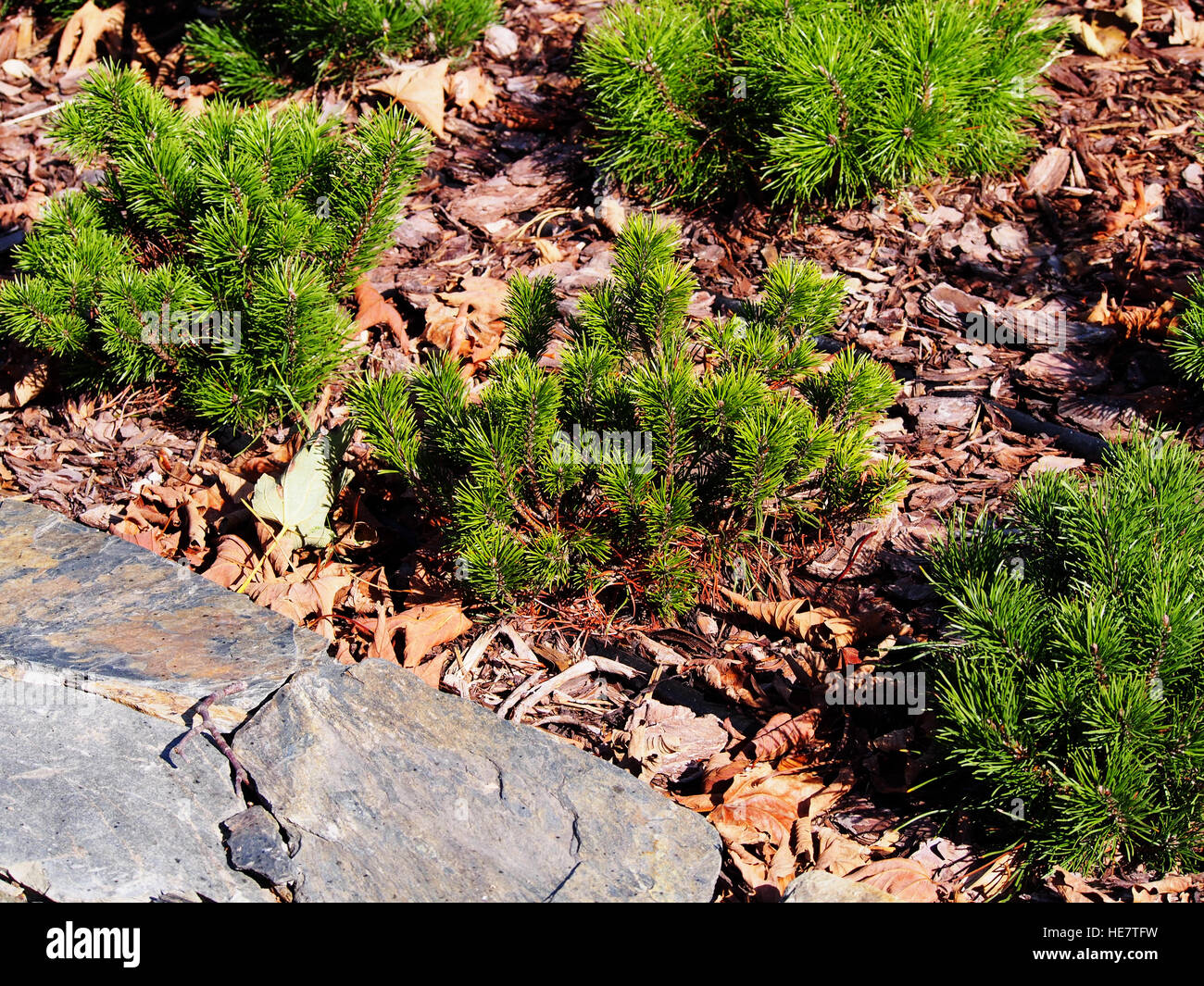 Pinus mugo var. pumilio Stock Photo