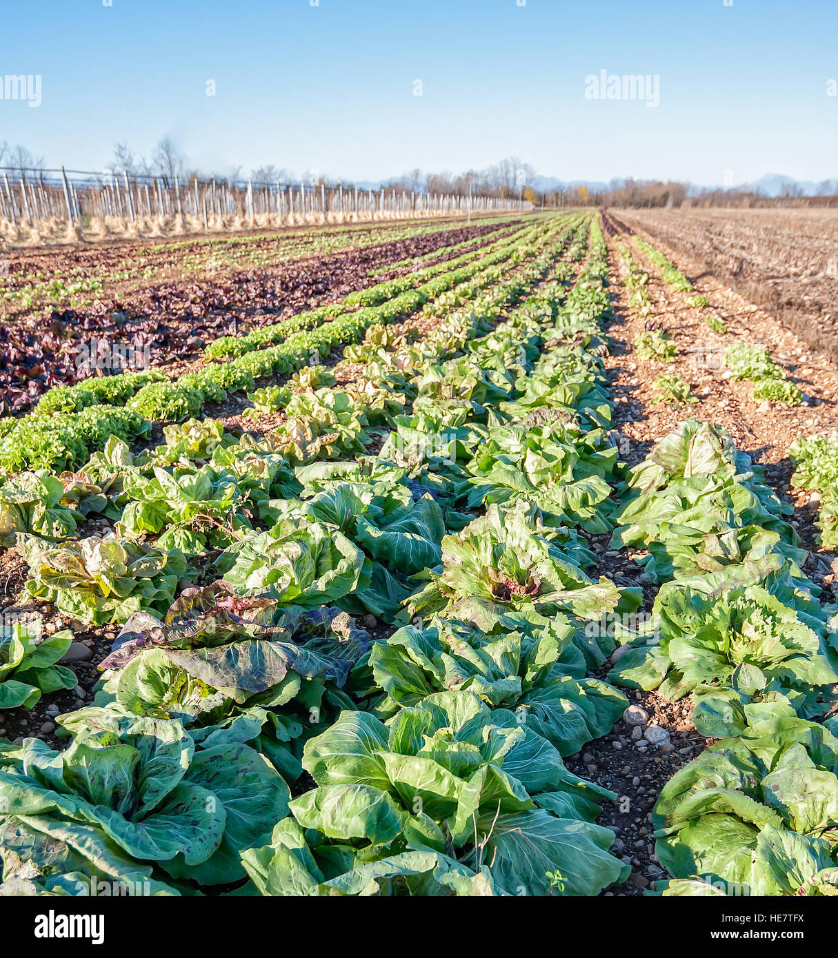 Field of variety of salad. Chioggia radicchio. Variegated radicchio. Stock Photo