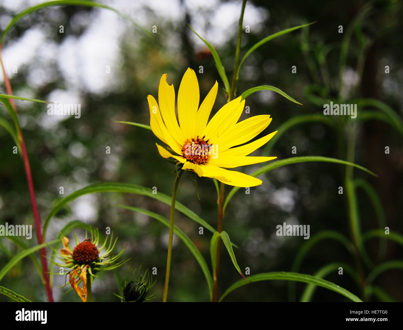 Helianthus salicifolius (syn. Helianthus orgyalis) - Willow-leaved