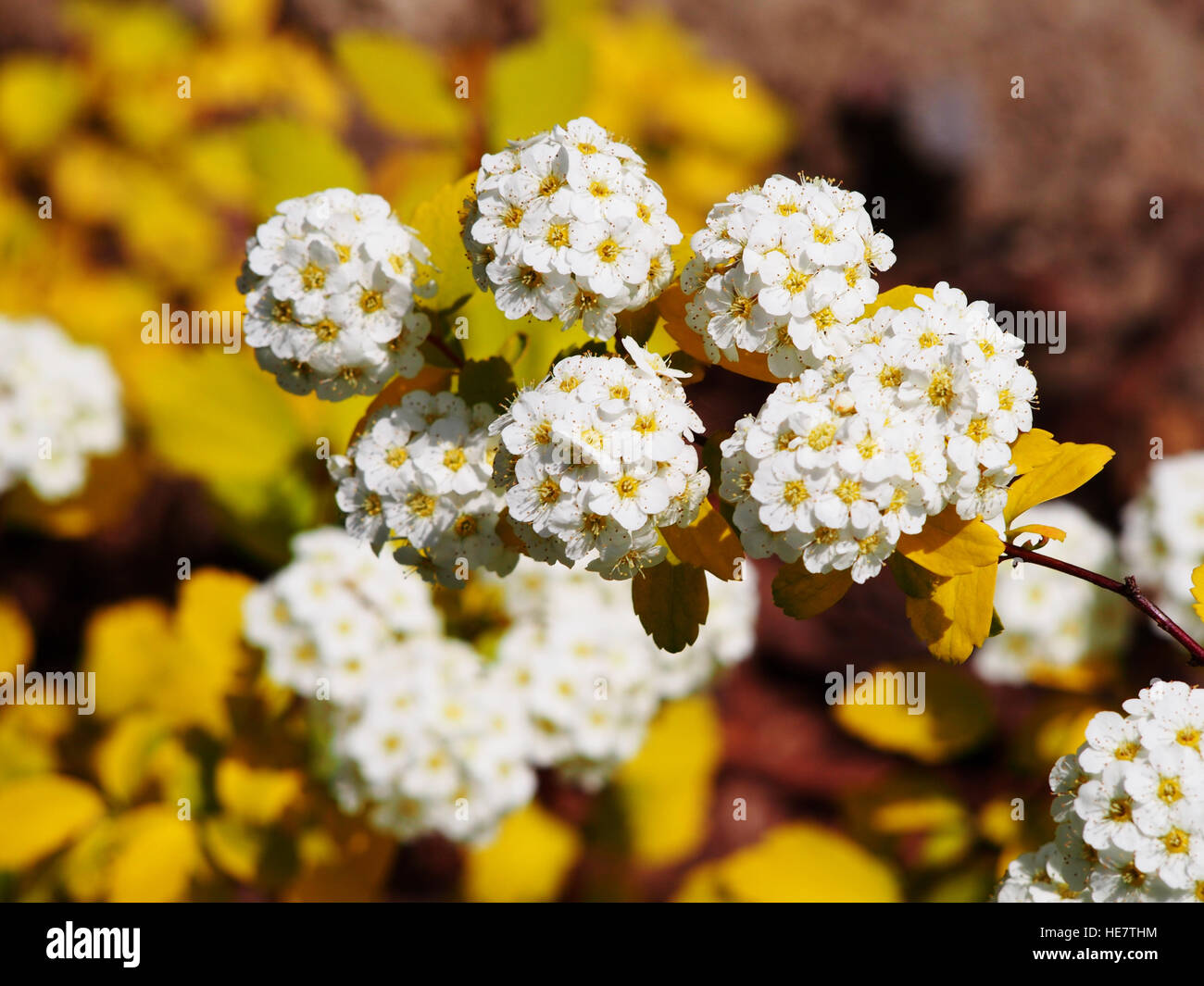 Spiraea vanhouttei 'Gold Fountain' Stock Photo - Alamy