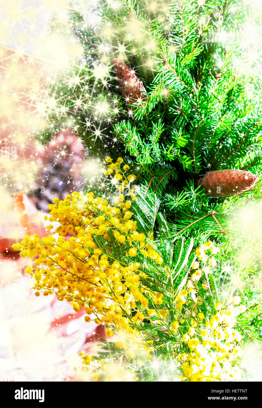 Tree spruce branches and yellow mimos in bright lights Stock Photo