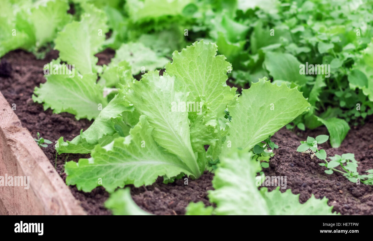 Leaf of green fresh lettuce in garden Stock Photo