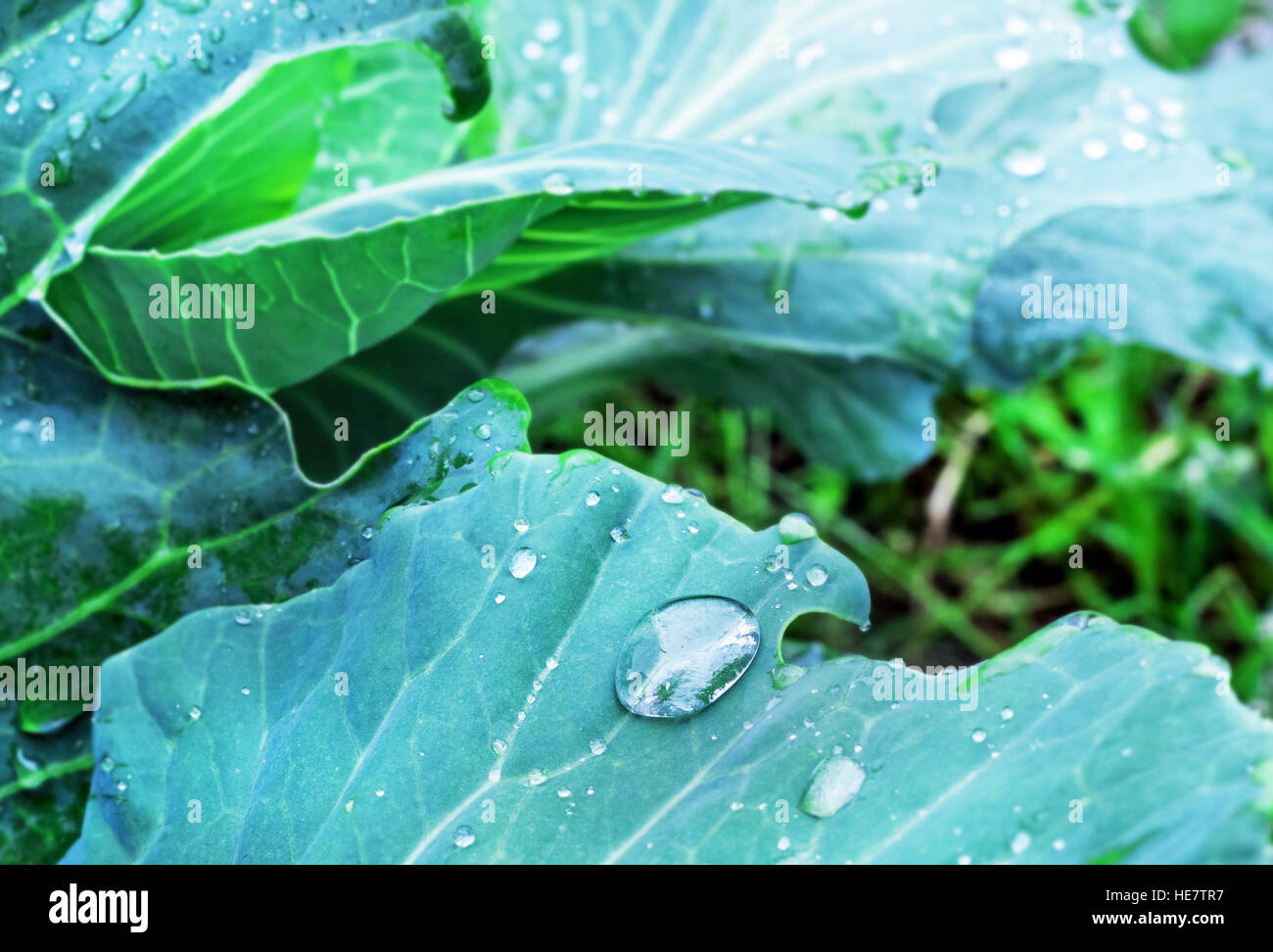 Cabbage like leaves hires stock photography and images Alamy