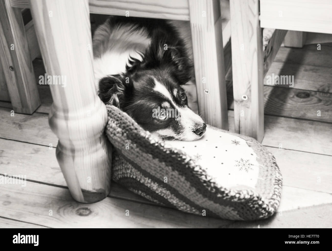 Sad pet dog on floor under table in black and white Stock Photo