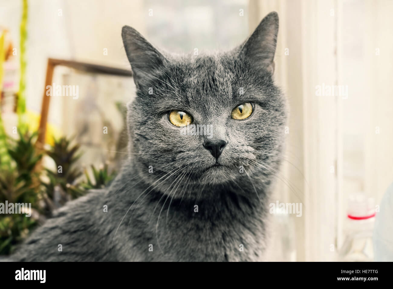 Adult grey cat with thoughtful look in yellow eyes Stock Photo - Alamy