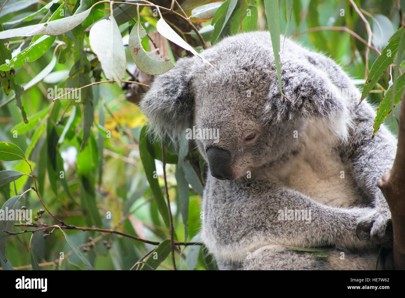 Koala in gumtree hires stock photography and images Alamy