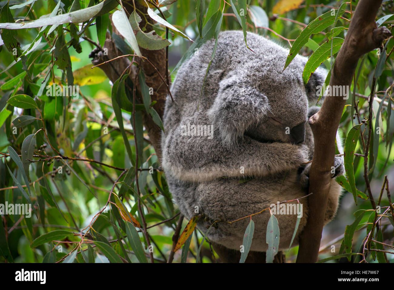 Koala in Gumtree Stock Photo Alamy