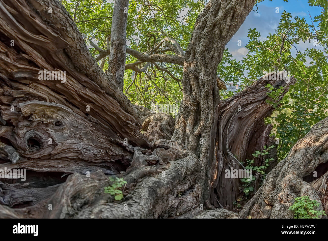 Carob tree trunk Stock Photo Alamy