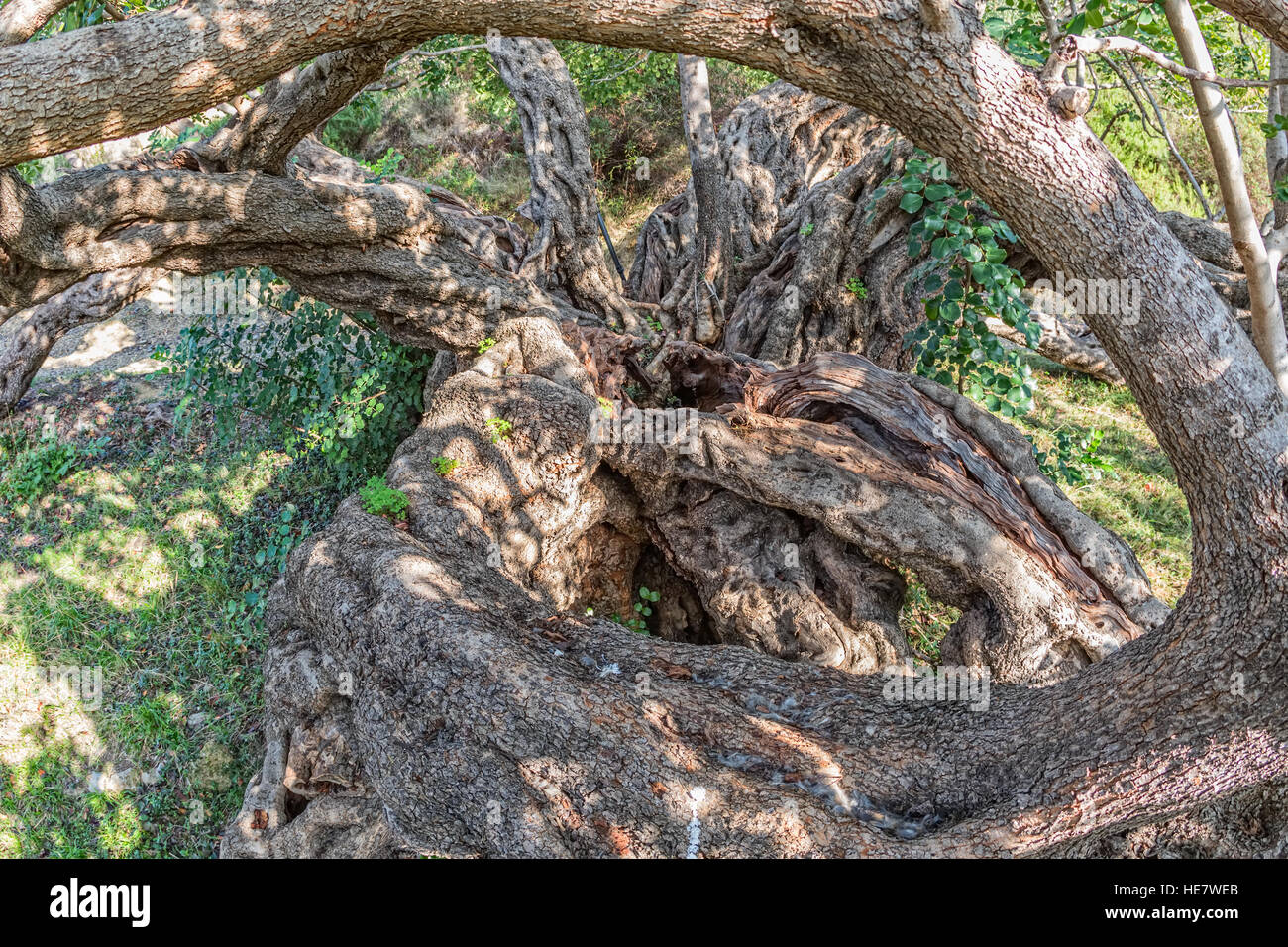 Carob Tree Locust Tree Stock Photos & Carob Tree Locust Tree Stock