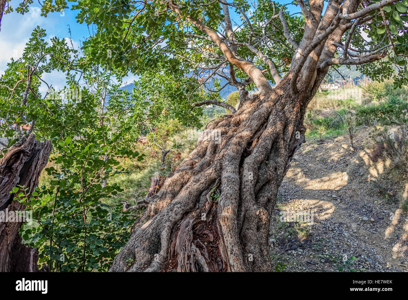 Carob tree branch Stock Photo Alamy