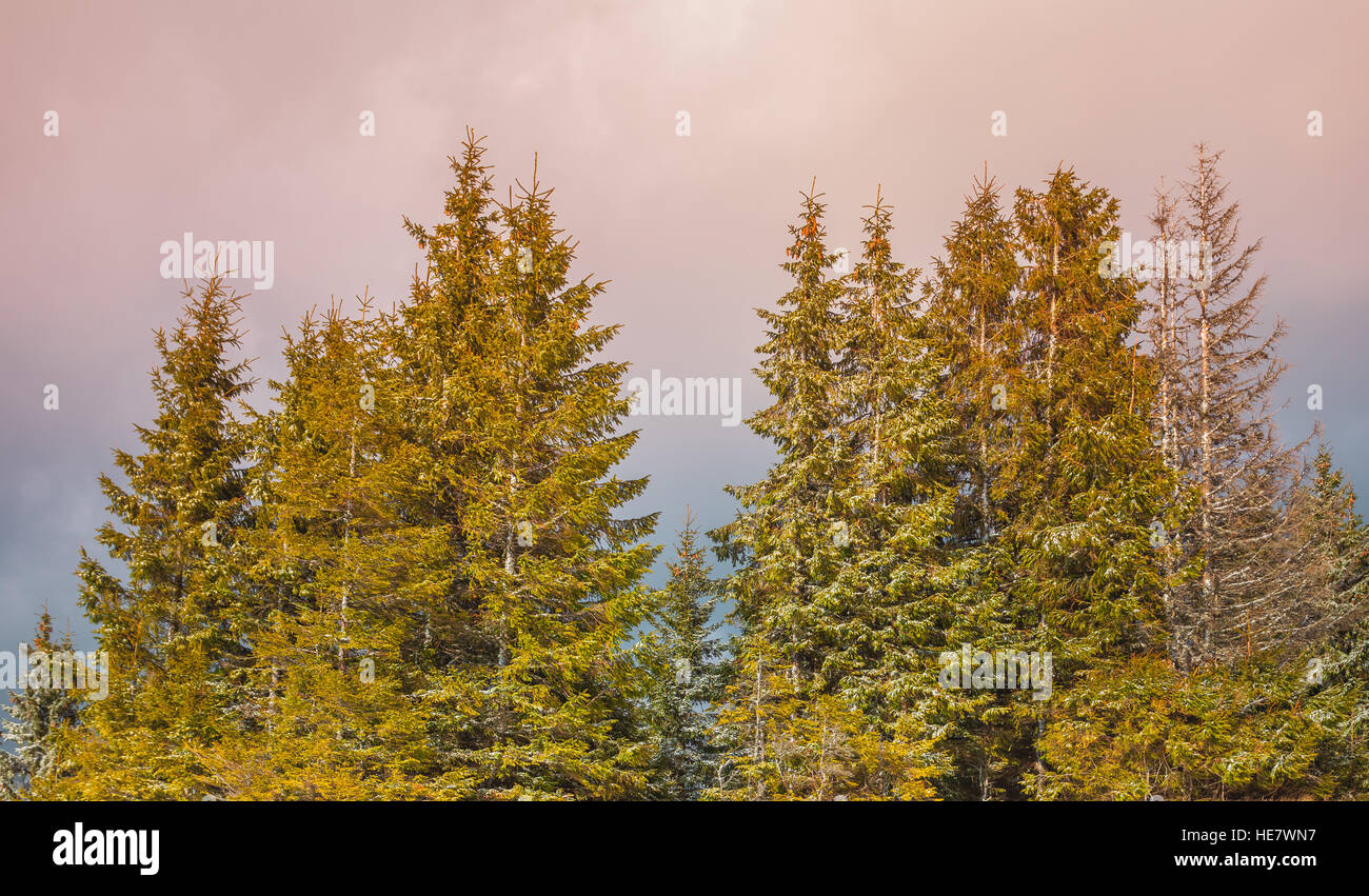 Pine tree forest in the fog Stock Photo - Alamy