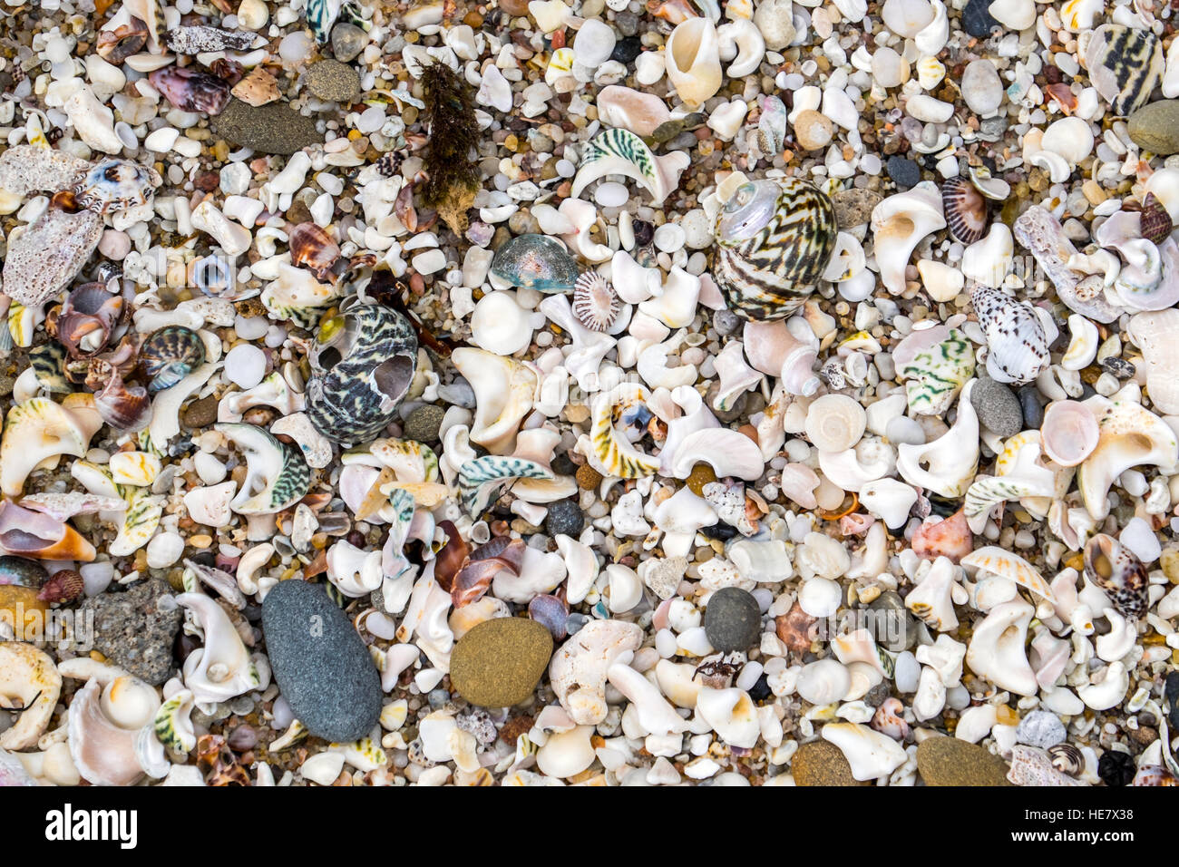 Shells and shell fragments on an Australian beach Stock Photo