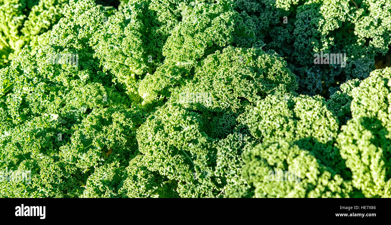 fresh raw green kale Stock Photo Alamy