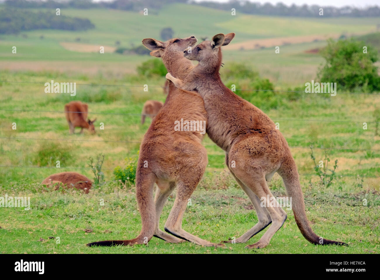 Two kangaroos 'boxing' with each other, Victoria,Australia Stock Photo