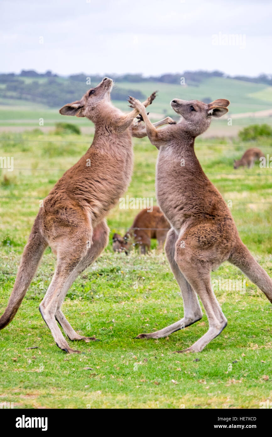 Boxing kangaroo hires stock photography and images Alamy