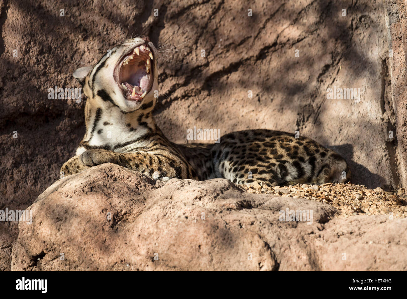 Oceleot named Arielle at the Arizona Sonoran Desert Museum;posing on her rock; yawning; beautiful cat Stock Photo
