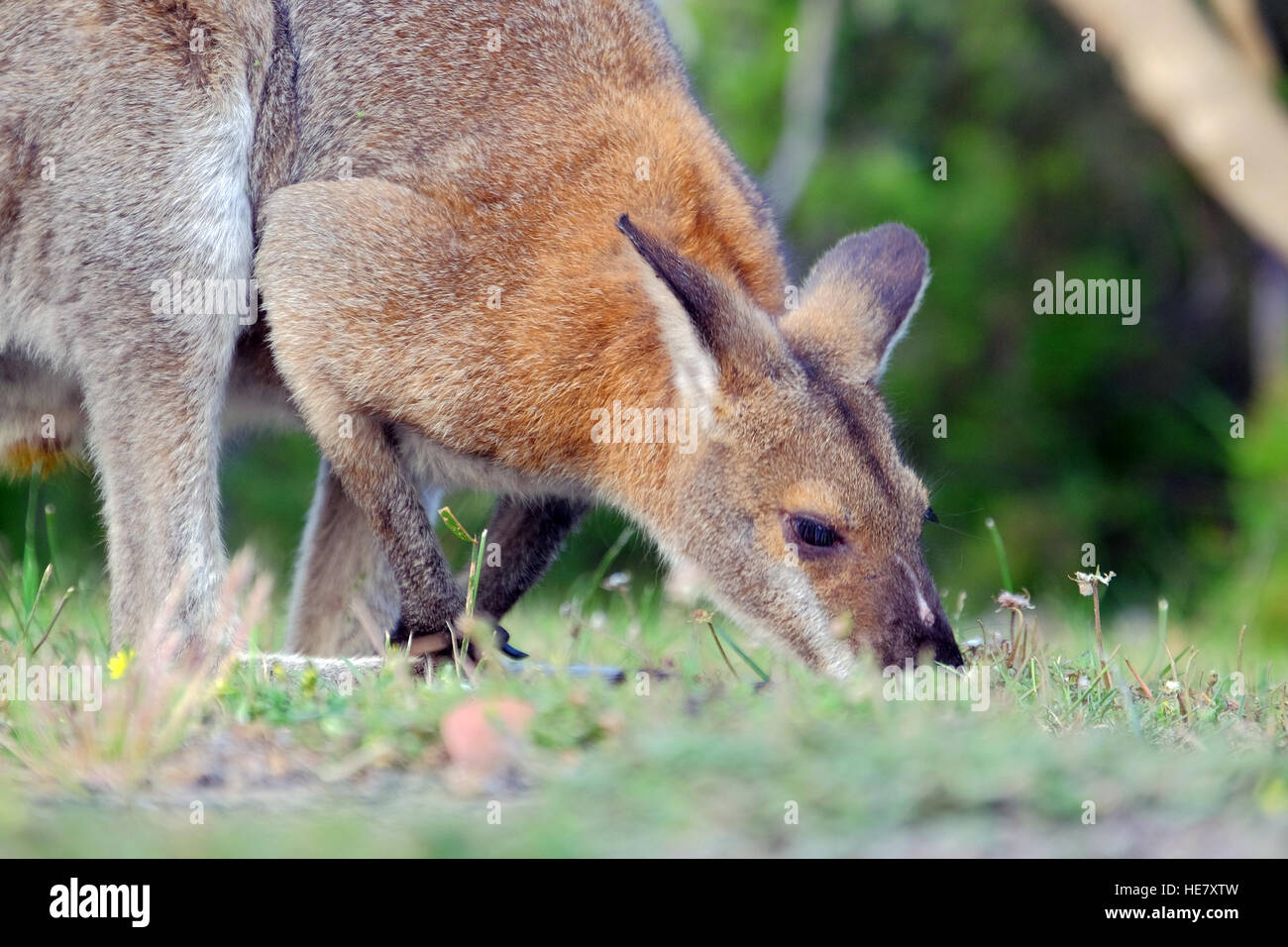 A kangaroo in a field in the state of Victoria,Australia Stock Photo
