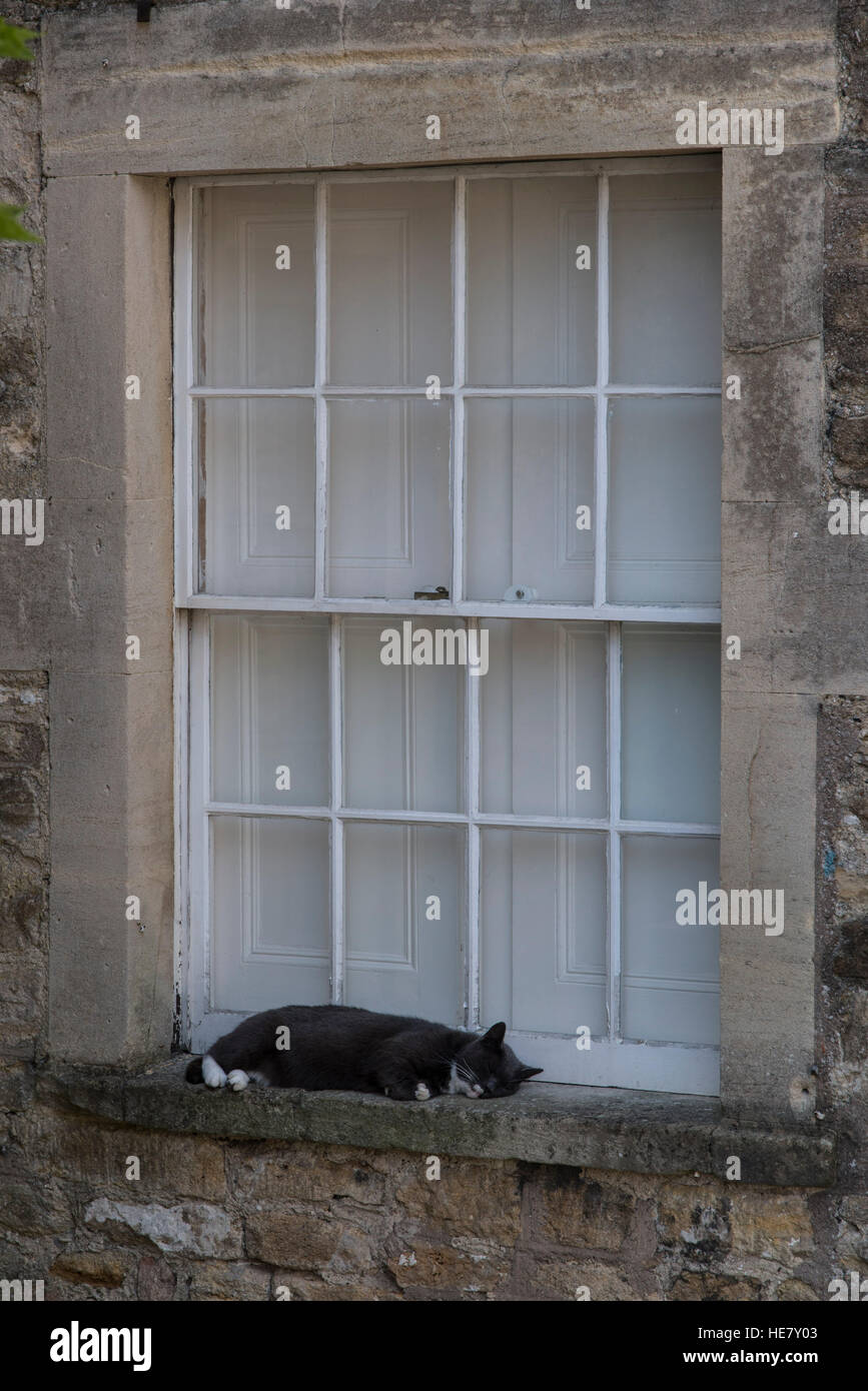 Cat sleeping on window ledge Stock Photo Alamy